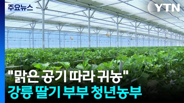 [청년농부] 맑은 공기 따라 귀농 ...강릉 딸기 부부 청년농부 / YTN