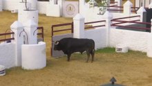 Brutal pelea entre dos toros de la misma ganadería en Sevilla: uno de ellos queda muy maltrecho
