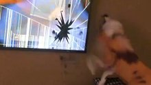 Dogs Watching Tv #funny