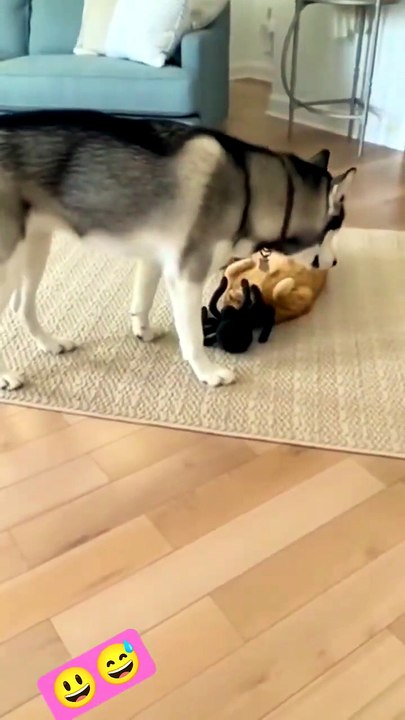 gatitos furiosos y chistosos 🤣