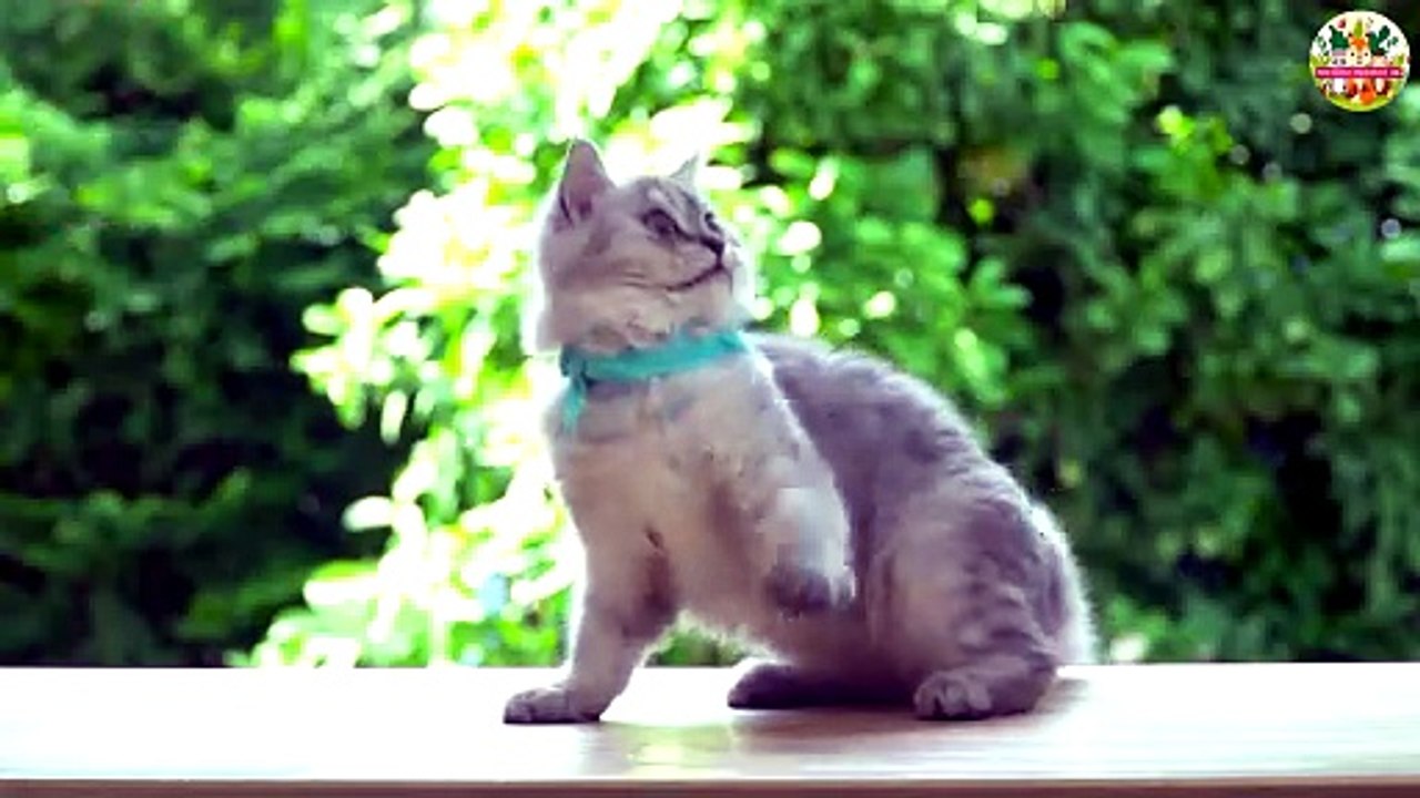 Playful Kittens in Green Garden 🌼🐱 Relaxing & Calming Cat Video