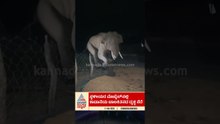 ಕರೆಂಟ್ ಇದೆಯೇ ಎಂದು ಚೆಕ್ ಮಾಡಿ ಬೇಲಿ ದಾಟಿದ ಆನೆ | #chamarajanagar #elephant #suvarnanews