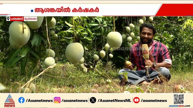 മാമ്പഴ കയറ്റുമതി അഞ്ചിൽ ഒന്നായി ചുരുങ്ങി; പശ്ചിമേഷ്യൻ യുദ്ധത്തിൽ വലഞ്ഞ് മാമ്പഴ കർഷകർ