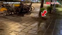 北市稱填3815處鼠洞 陳怡君現勘見填鬆土枯葉批表面工夫