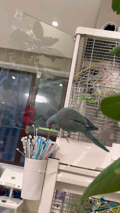 nice bird