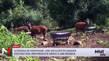 LE GRAND JOURNAL MIDI - 11/05/2026