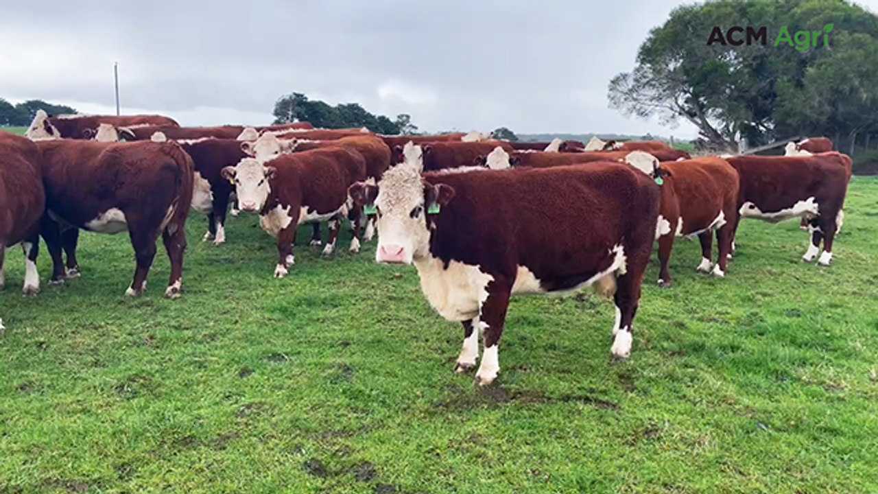 No plans for Angus as Gary Anthony sticks with his Hereford pride