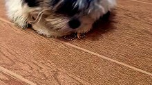she's chewing toys