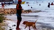 Funny Pet Compilation: Skills & Thrills"