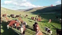 Dolandırıcıların bu oyunu ''yok artık' dedirtti! Kurban bayramında aman gerçek kurban siz olmayın!