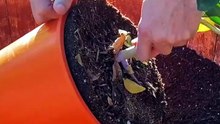 Grow Fresh Apple, Peach, and Pear Fruit Trees in Your Home Garden