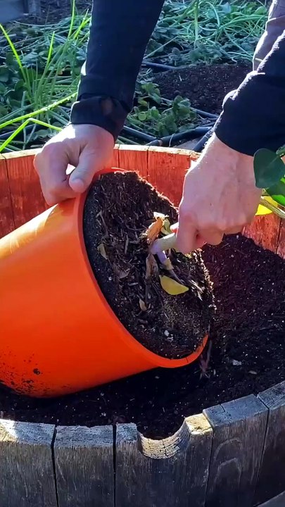 Grow Fresh Apple, Peach, and Pear Fruit Trees in Your Home Garden