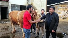 Ağırlığı tam 1 ton 190 kilo! Dev kurbanlık dudak uçuklatan fiyata alıcı buldu