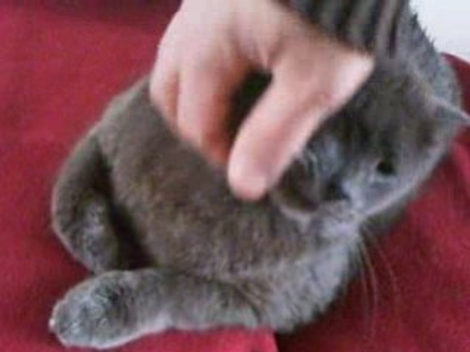 un clin d'oeil à mes chats
