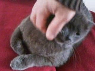 un clin d'oeil à mes chats