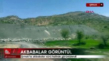 Şırnak’ta akbabalar sürü halinde görüntülendi