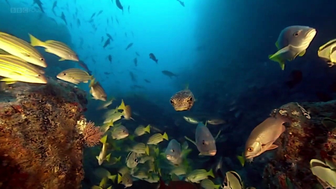 Turtle's Guide to the Pacific @ Natural World