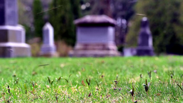 Este cementerio está habitado por 5,6 millones de abejas