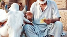 Lalchi Kisaan Aur Khazane Ki Kahani | Greed Moral Story Urdu