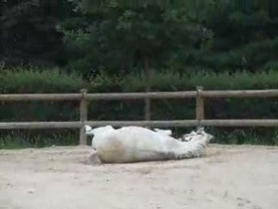 Ma choupette qui se roule