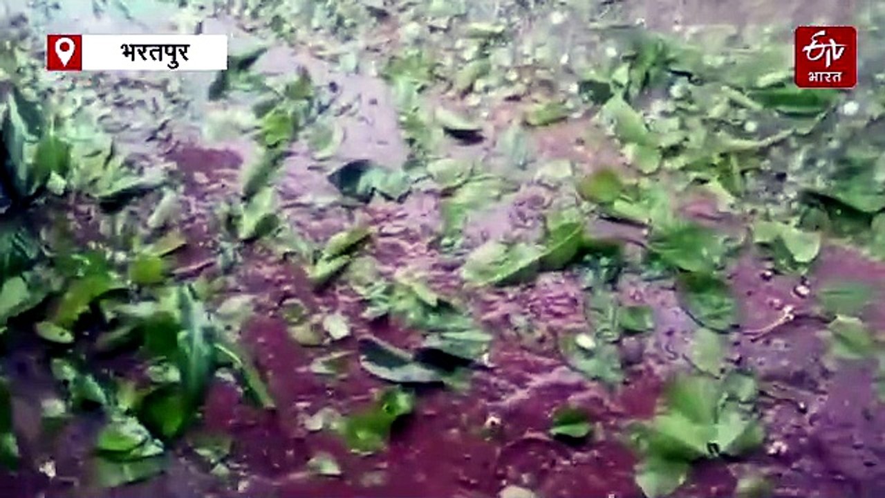 भरतपुर में बदला मौसम का मिजाज: बयाना में 10 मिनट तक हुई ओलावृष्टि, सड़कों पर बिछी सफेद चादर