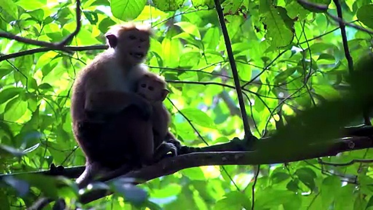 Exploradores en Sri Lanka
