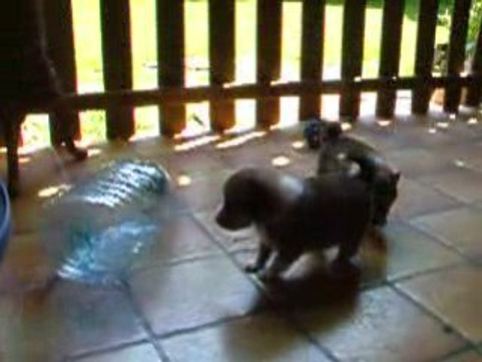 Chiots vickie et abricot 4 sem et demi 022