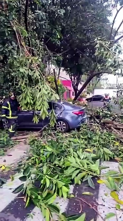 Rama de árbol cae sobre automóvil en Miguel Hidalgo