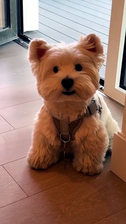 Quel beau chiot à poils longs blancs
