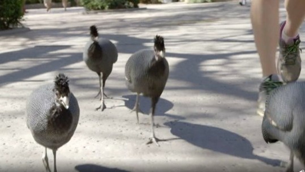 Daily Guinea Fowl Delights San Diego Zoo Visitors