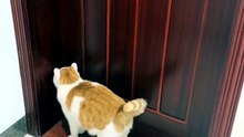 Cute momenrs with cats 🐈‍⬛😂
