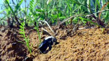 Los secretos de las abejas 02 🍯