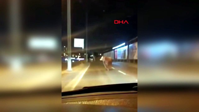 Avcılar'da kaçan kurbanlık boğa D-100 Karayolu'na çıktı