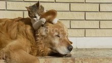 Funny pet 🐶