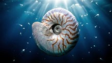 Nautilus Ancient Ocean Drift