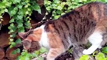 How about Your daily dose of exercises?🐾#cat #catlover #funnycats