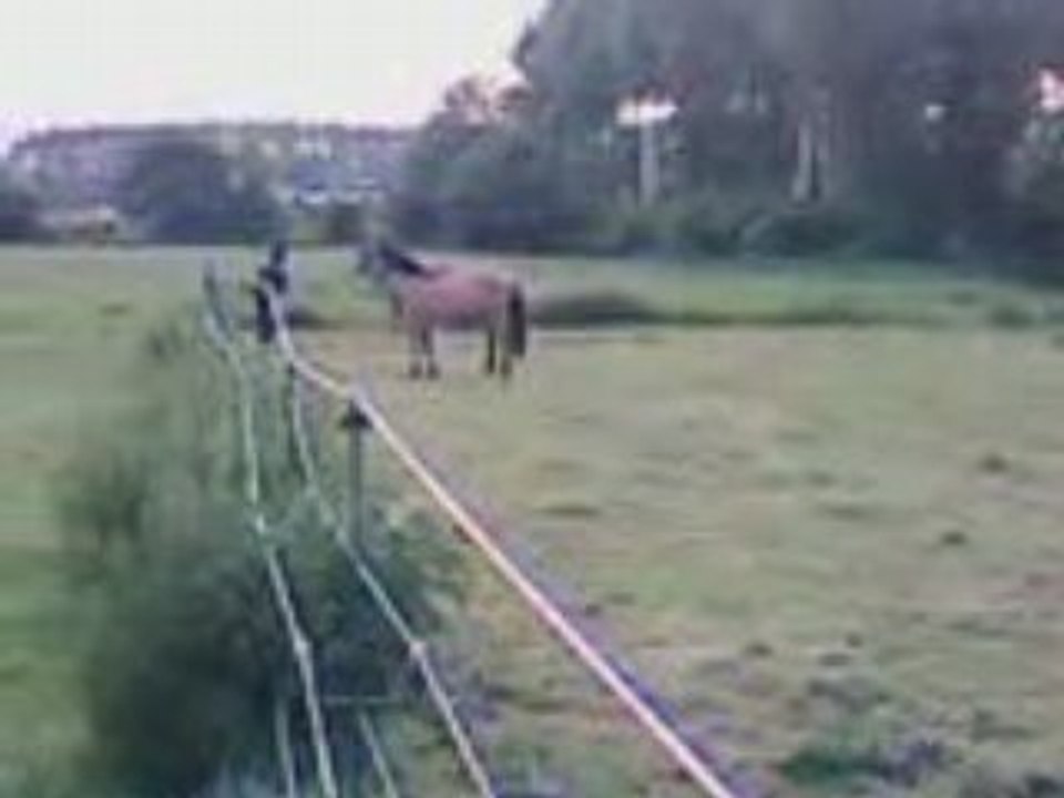 mes juments en folies