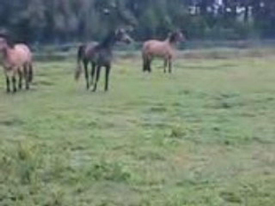 VID008