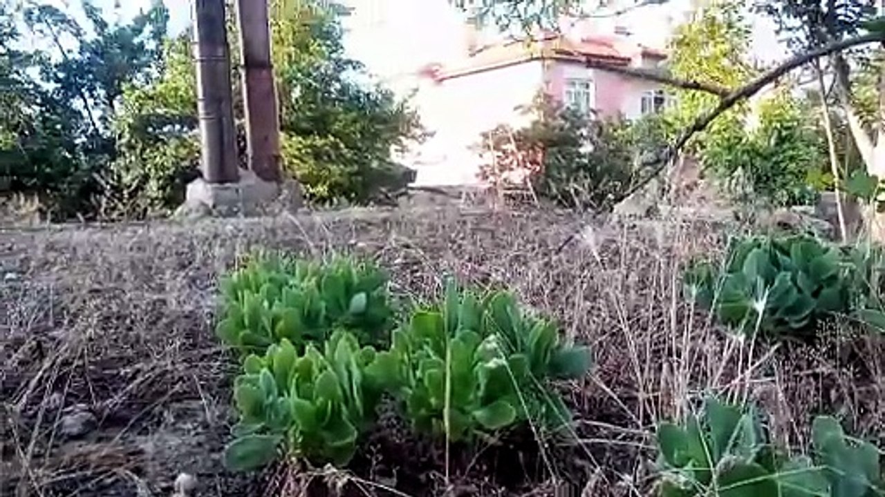 1000007703