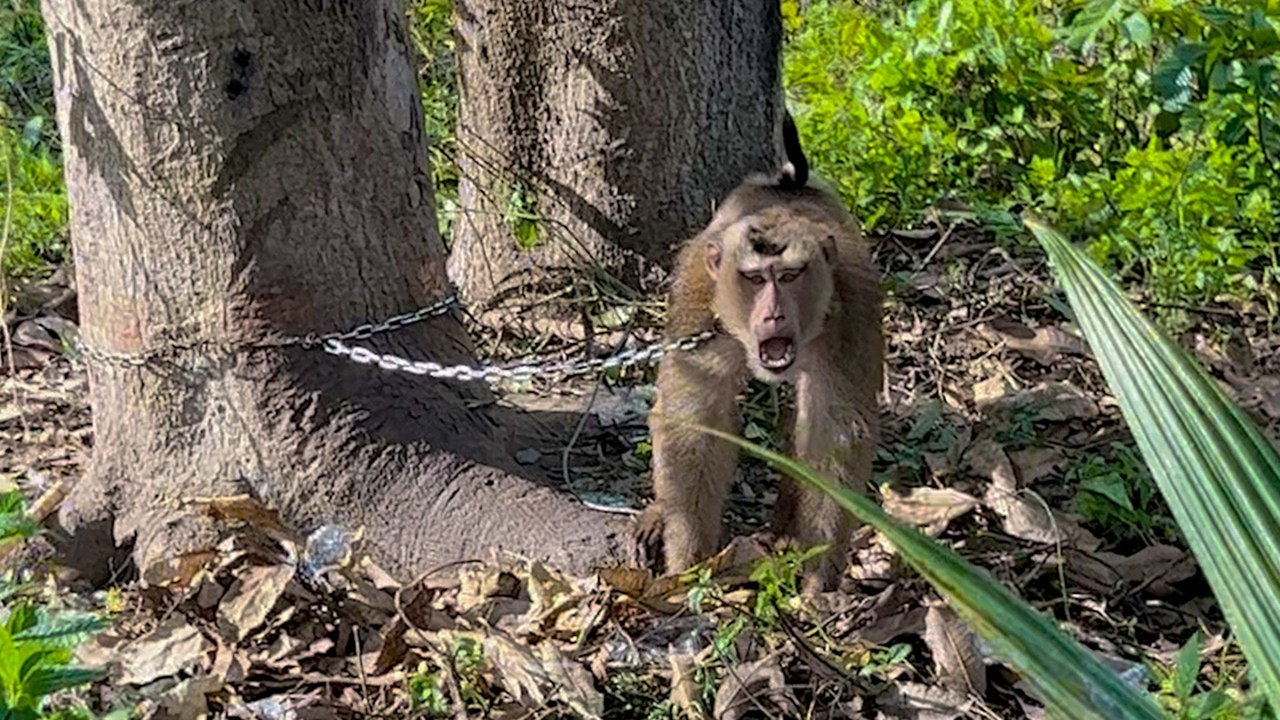 Chained Monkey Is Now Finally Free