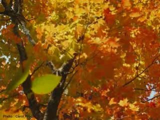 Octobre Francis Cabrel