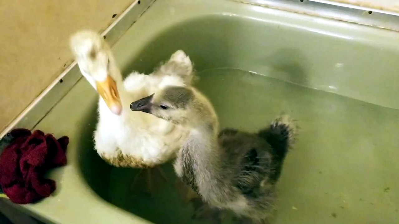 Lemongrab and Tooey were immensely well behaved their first joint bath, especially for goslings. | #SparklegleamFarm #Tooey #Lemongrab #homestead #geese #farmanimals #soft #cute