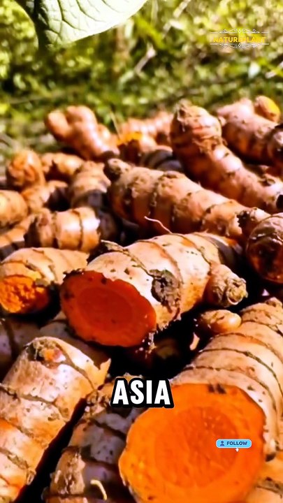 The Body's Protector Planting : Turmeric 🌱 NaturePlant