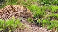 Leopard Hunts Feeds Defends Hard Earned Kill
