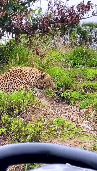 Leopard Hunts Feeds Defends Hard Earned Kill