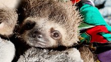Watch This Baby Sloth Get Stronger Every Day