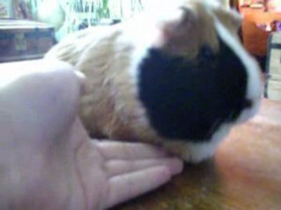 Le tour 'donne la patte'