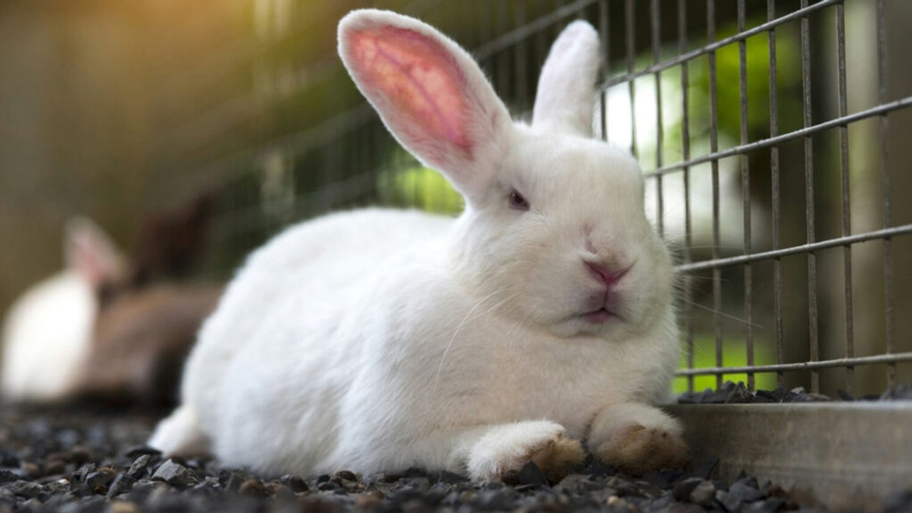 Profitable animals for small American farms: practical picks