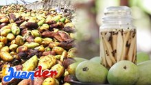 Mga manggang nasasayang lang, puwede pa palang mapakinabangan! | I Juander