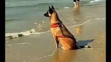 K9 【Extra episode】